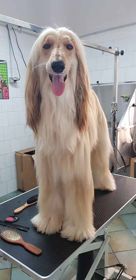 Tuttincoda - Toelettatura, Dog spa, Cibo e Accessori per cani e gatti, Crocchette cani e gatti, toelettatura specializzata - Foto 5