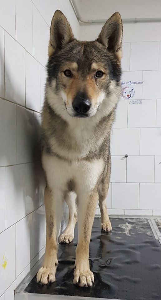 Tuttincoda - Toelettatura, Dog spa, Cibo e Accessori per cani e gatti, Crocchette cani e gatti, toelettatura specializzata - Foto 6