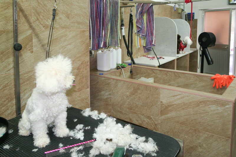 Uccelleria Siciliana Marsala - Foto 3