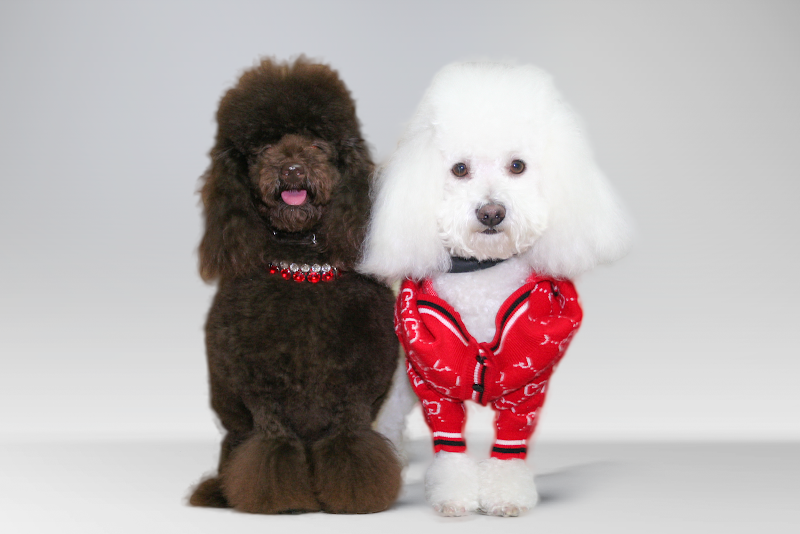 Uccelleria Siciliana Marsala - Foto 6