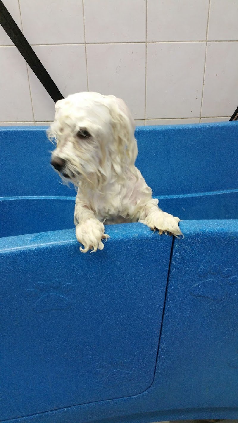 Un Bagno Di Coccole - Foto 2