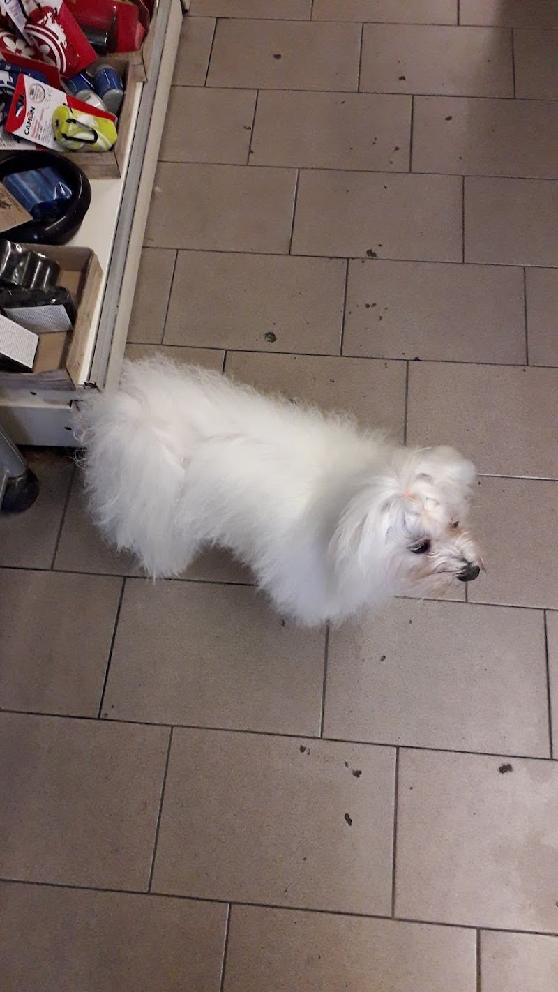 Un Ciuffo Di Pelo - Negozio per animali - Foto 3