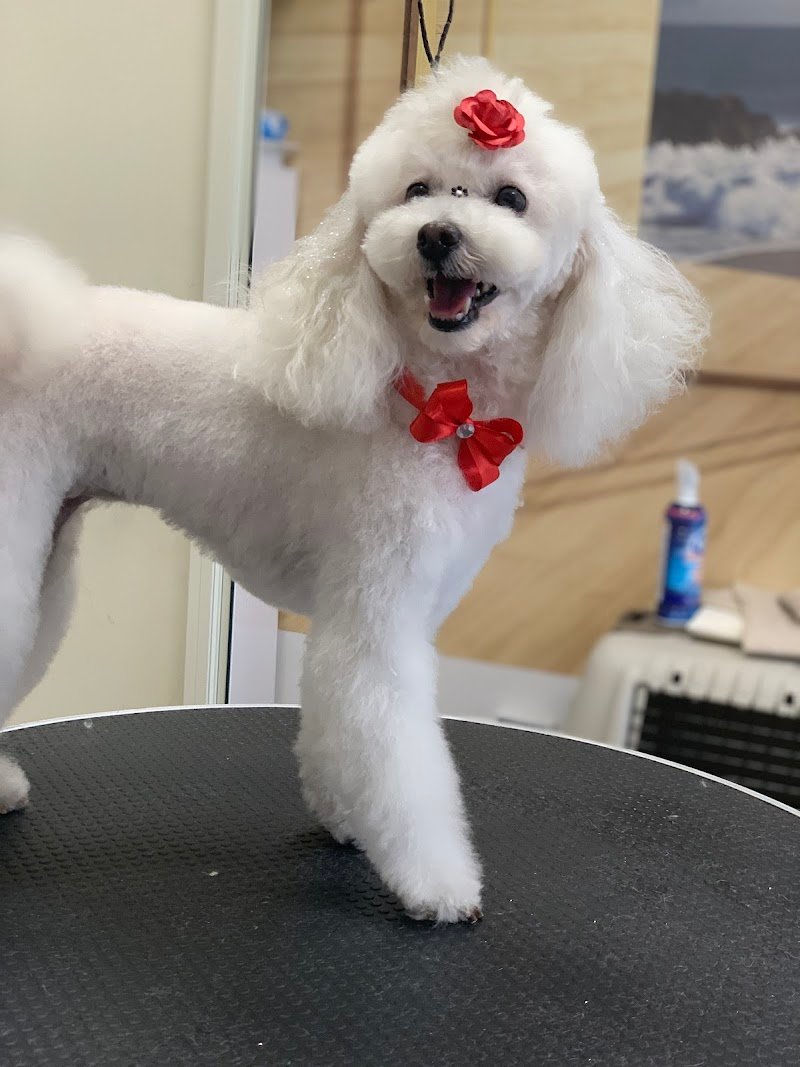 Un Milione di Zampe - Foto 2