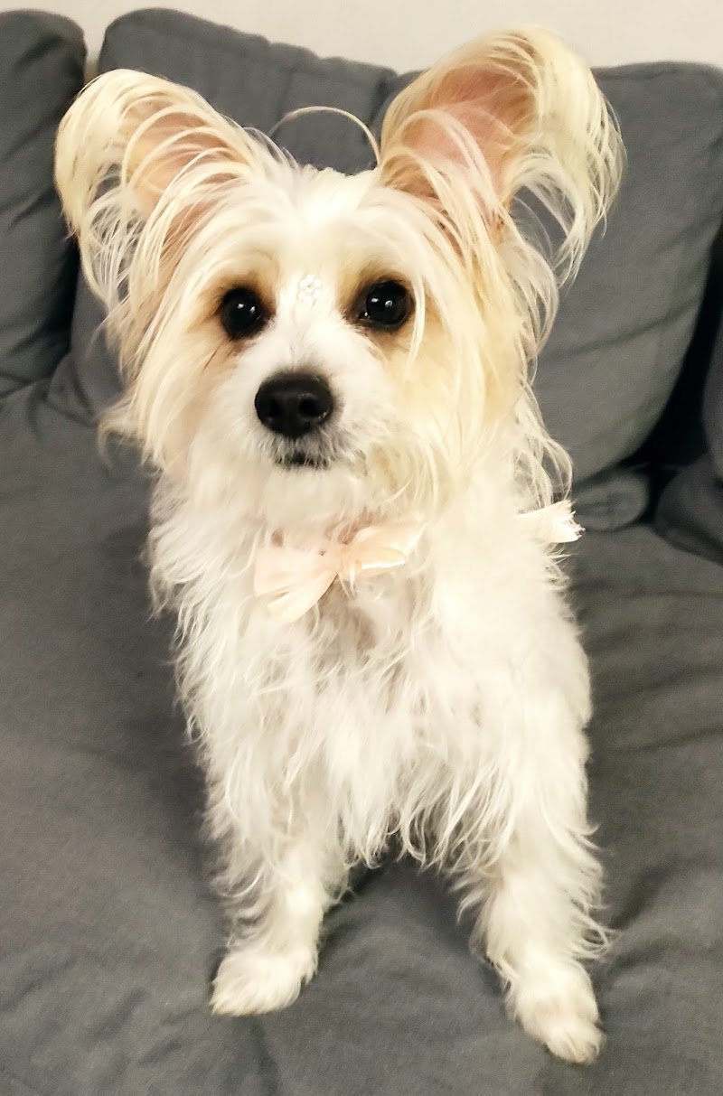 Un Milione di Zampe - Foto 1