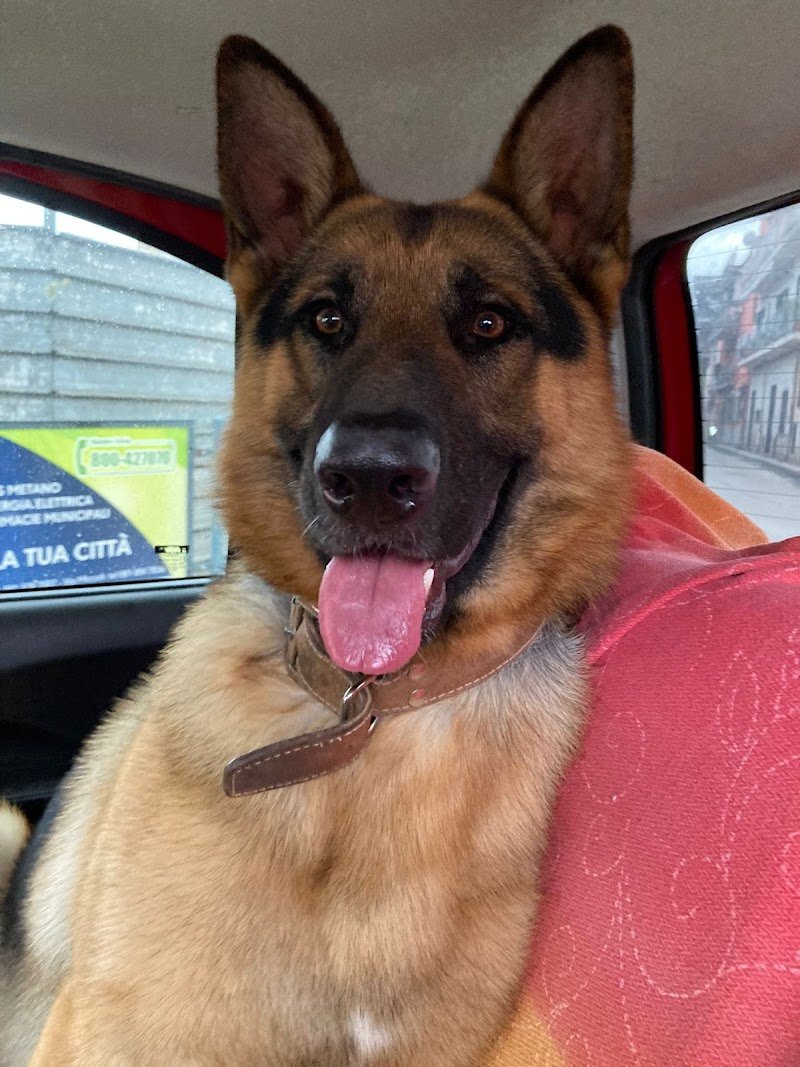 Un Milione di Zampe - Foto 3