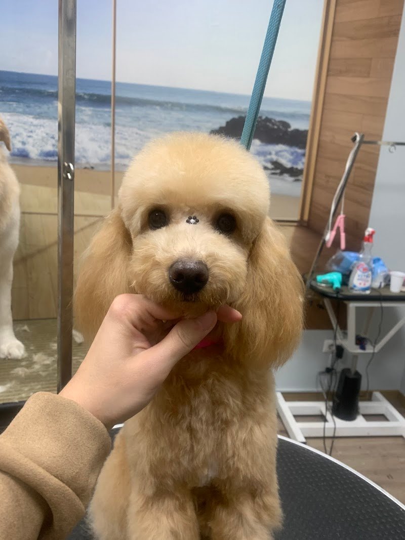 Un Milione di Zampe - Foto 5