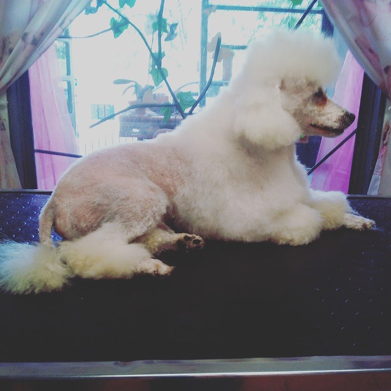 UNA ZAMPA LAVA L'ALTRA - Foto 1