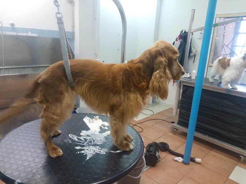 UNA ZAMPA LAVA L'ALTRA - Foto 2