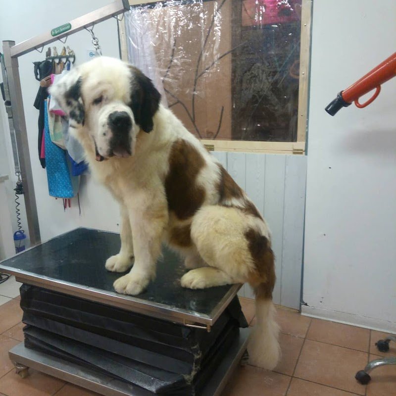 UNA ZAMPA LAVA L'ALTRA - Foto 3