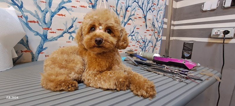 UNA ZAMPA LAVA L'ALTRA - Foto 6