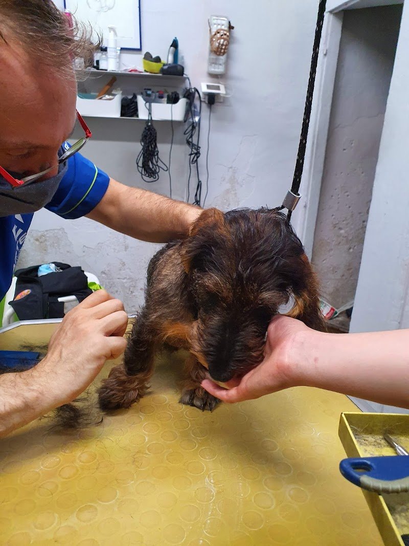 Urban Pet city SPA - Foto 2