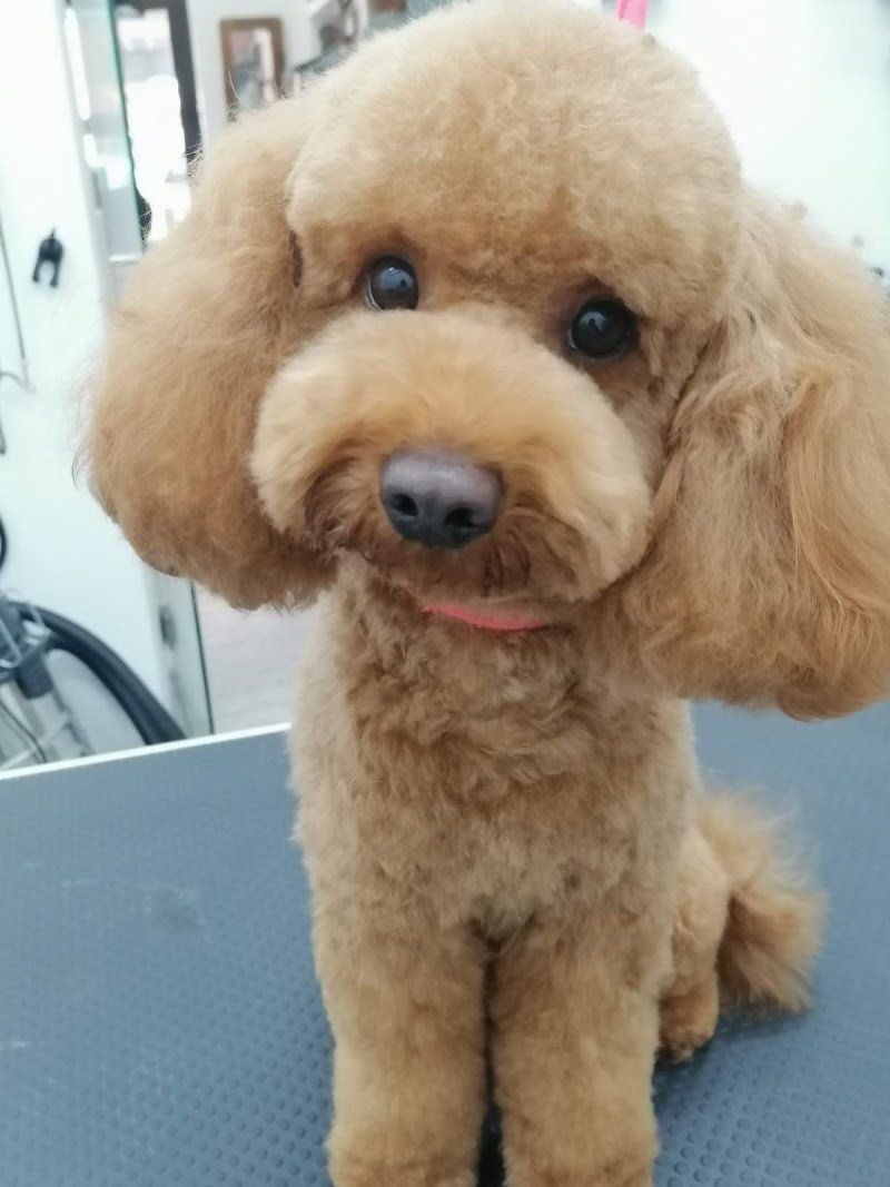 VALENTINA Bio 🪷 toelettatura spa e boutique - Foto 2