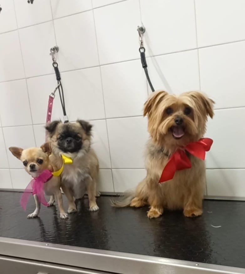 Valery Petstyle - Foto 3