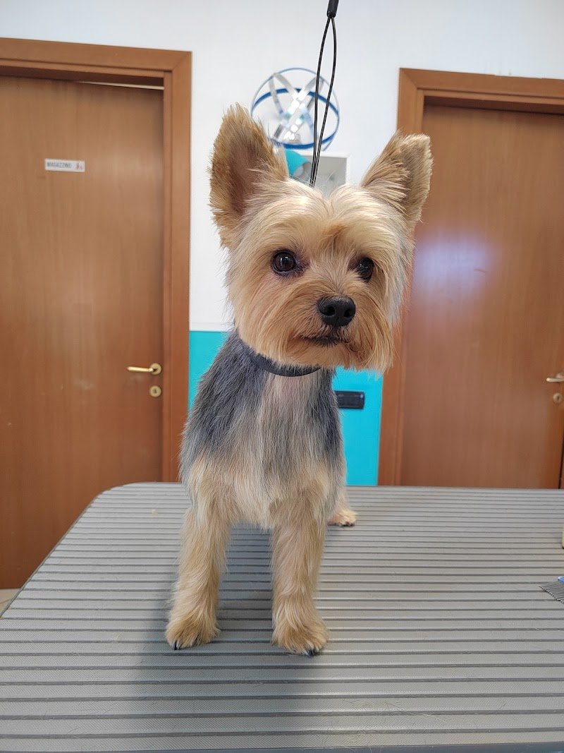 Vanità Pelose di Elisa Rabatti - Foto 2