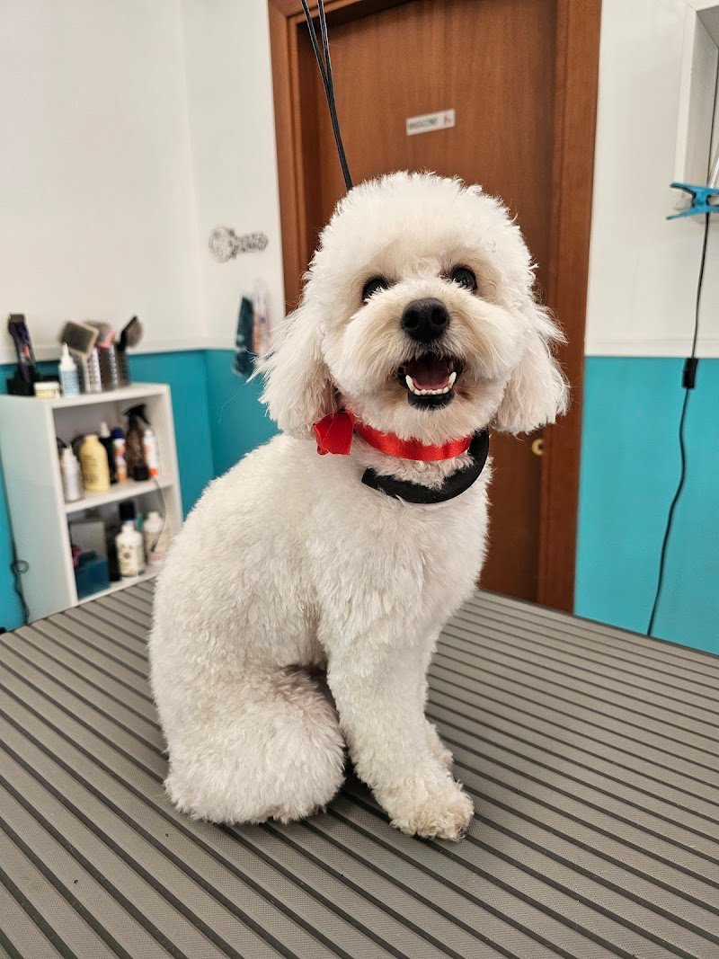 Vanità Pelose di Elisa Rabatti - Foto 3