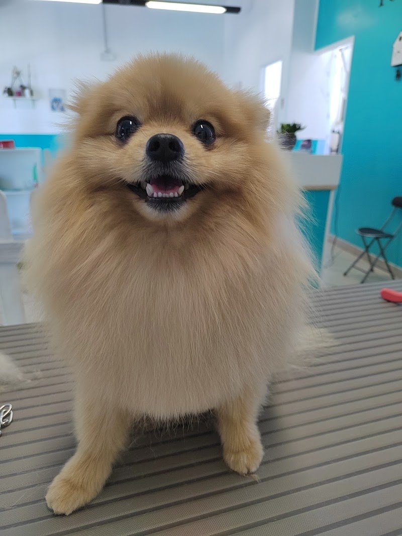 Vanità Pelose di Elisa Rabatti - Foto 5