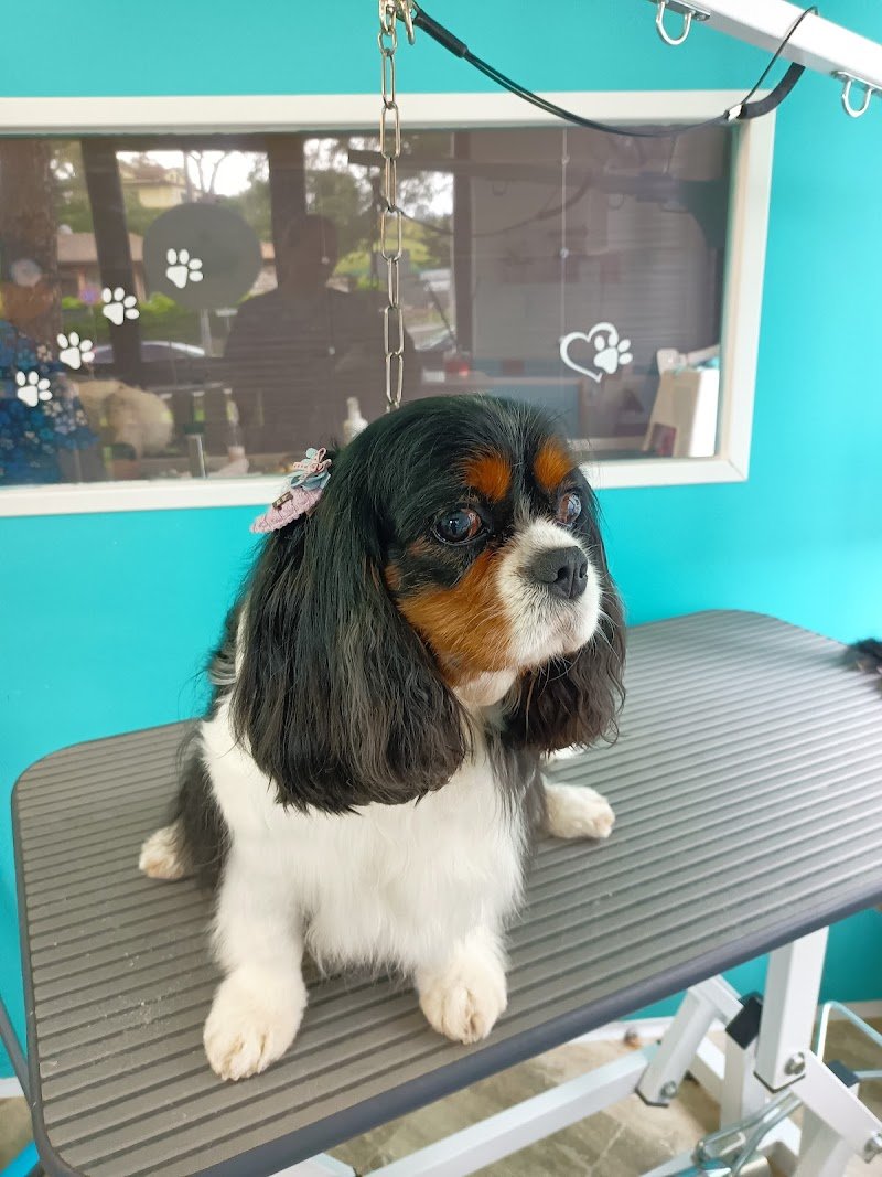 Vanità Pelose di Elisa Rabatti - Foto 6