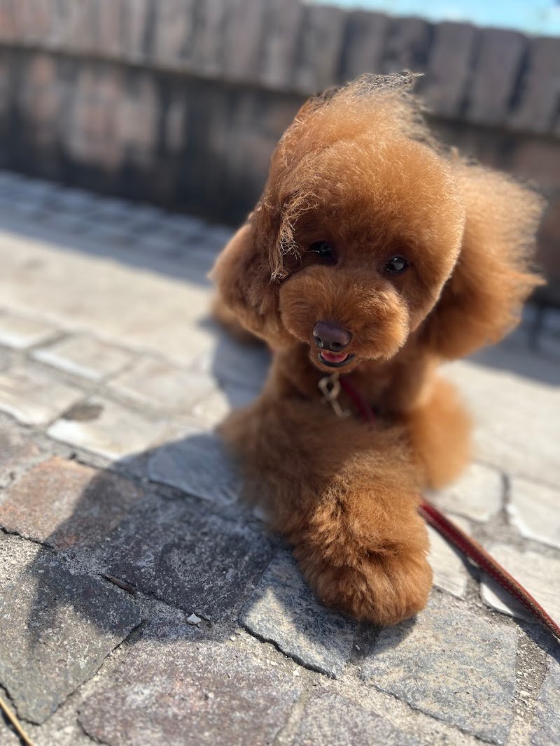 Vanitilla - Toelettatura per Animali Domestici di Marina Sarti - Foto 1