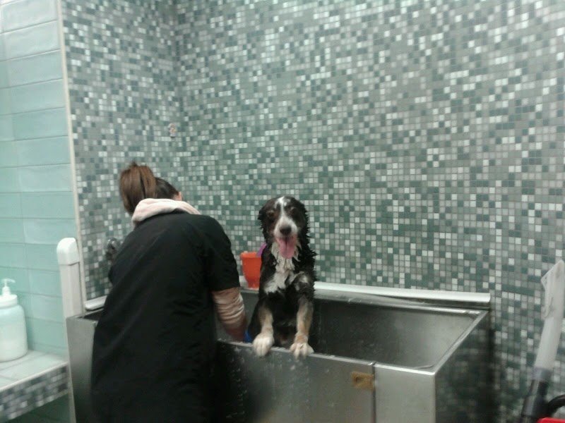 Vanitilla - Toelettatura per Animali Domestici di Marina Sarti - Foto 3