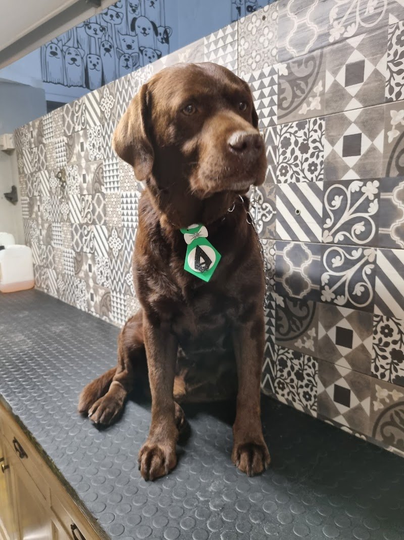 Vanity & Dog - Foto 4