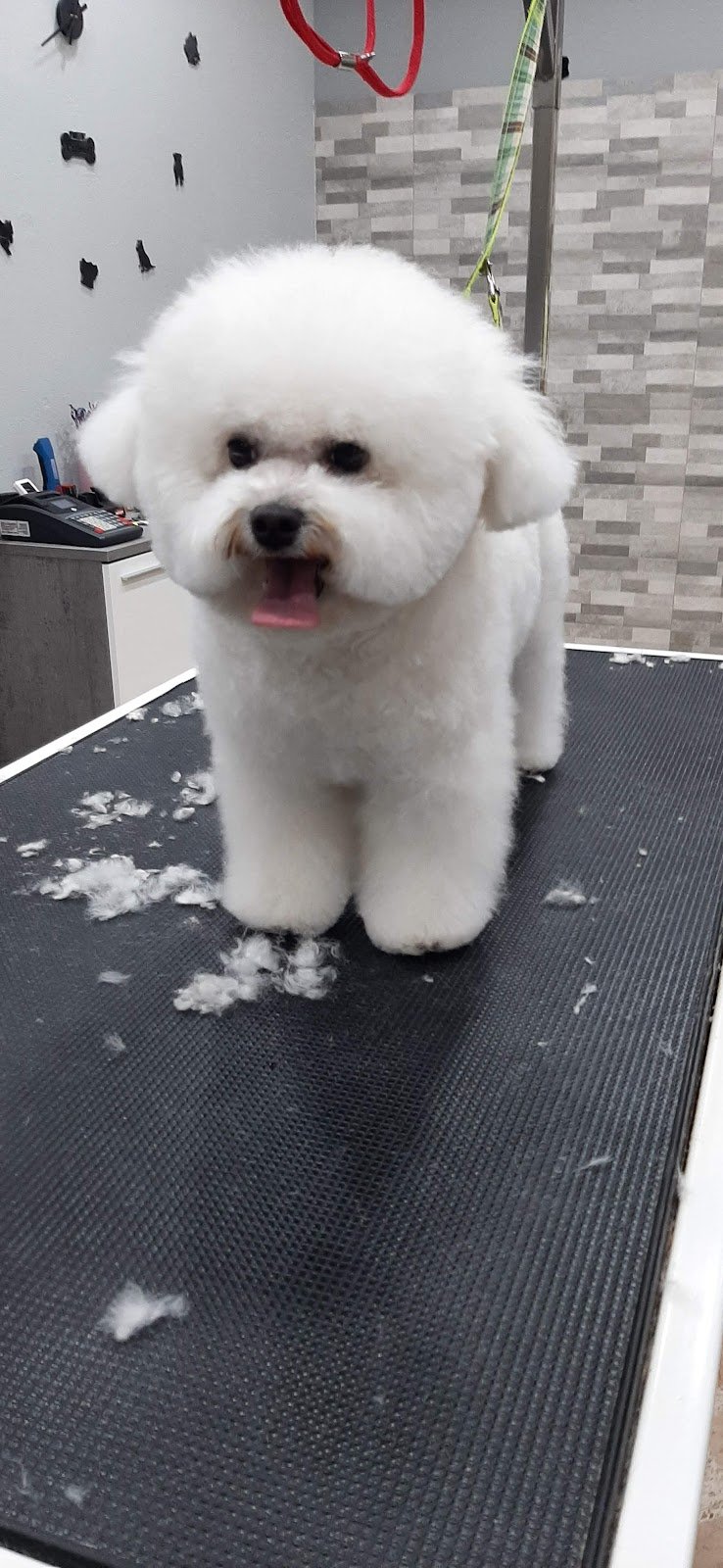 Vanity Dog da Lorenzo - Foto 1