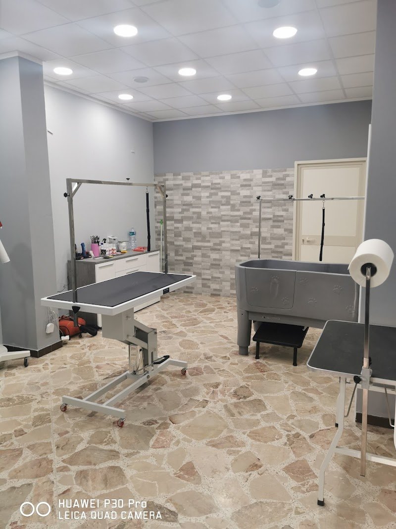 Vanity Dog da Lorenzo - Foto 2