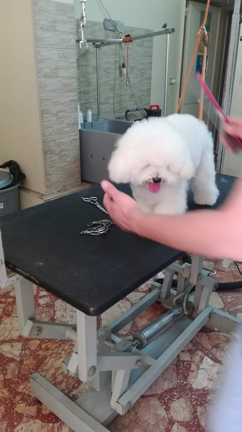 Vanity Dog da Lorenzo - Foto 3