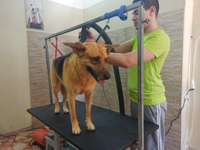 Vanity Dog da Lorenzo - Foto 4