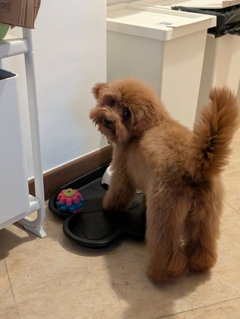 Vanity Dog di Raffaele Granieri - Foto 1