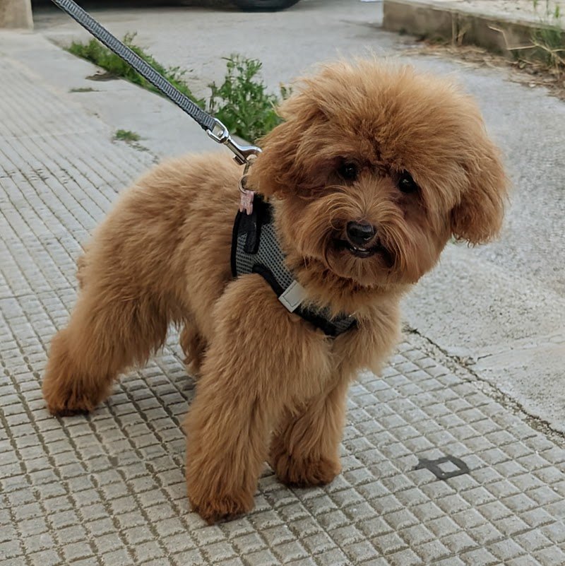 Vanity Dog di Raffaele Granieri - Foto 2