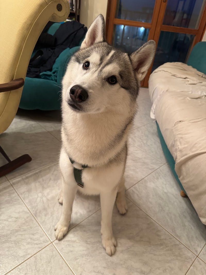 Vanity Dog di Raffaele Granieri - Foto 5