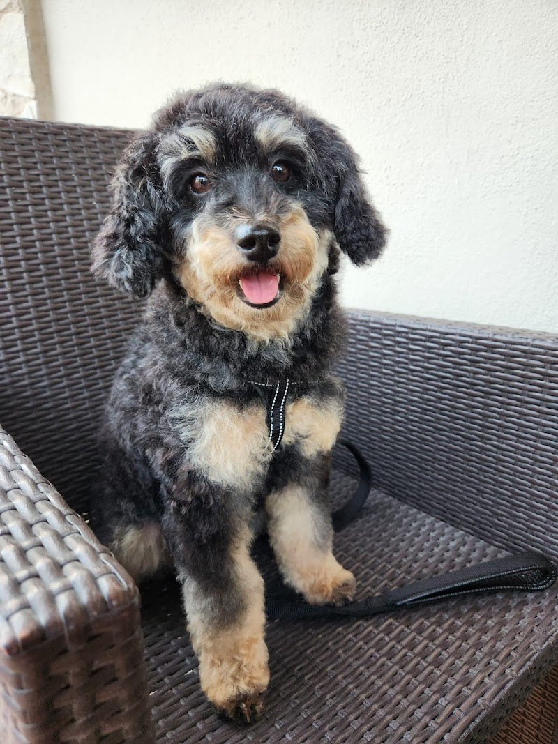 Vanity Dog di Raffaele Granieri - Foto 6