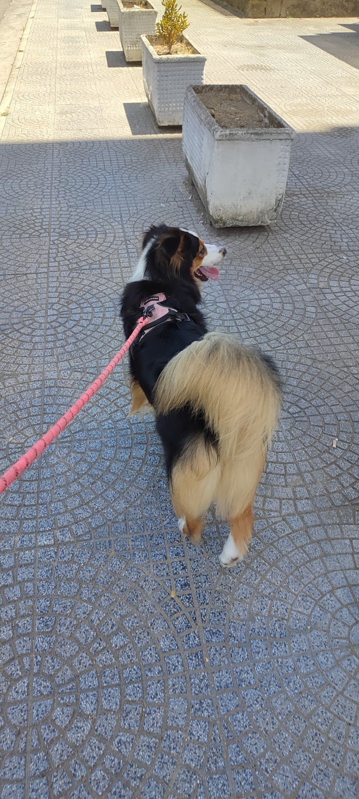 Vanity Dog Di Saulo Anna Patrizia - Foto 2