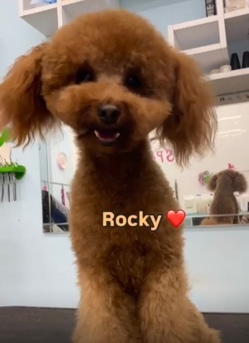 Vanity Dog Di Saulo Anna Patrizia - Foto 1