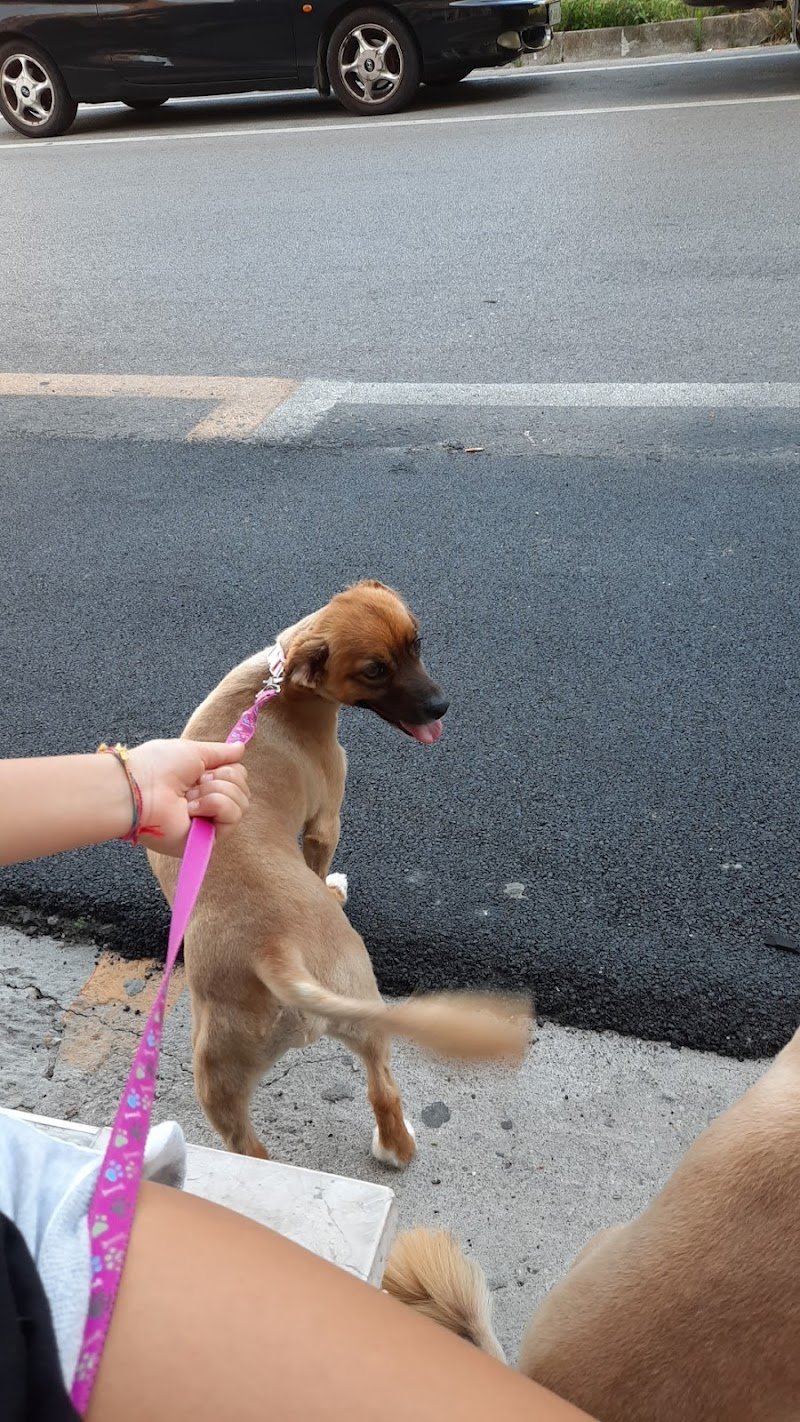 Vanity Dog Lanciano - Foto 3