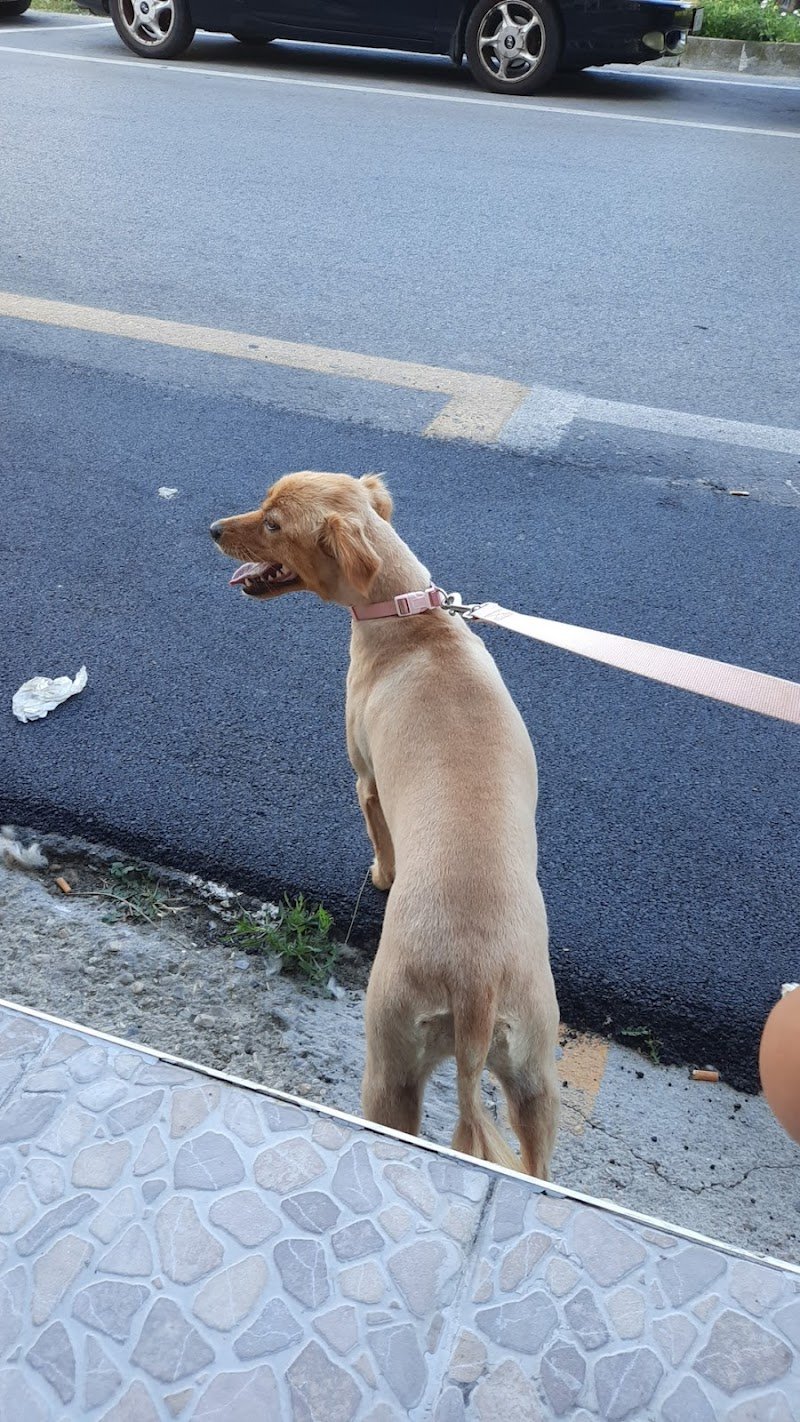 Vanity Dog Lanciano - Foto 4