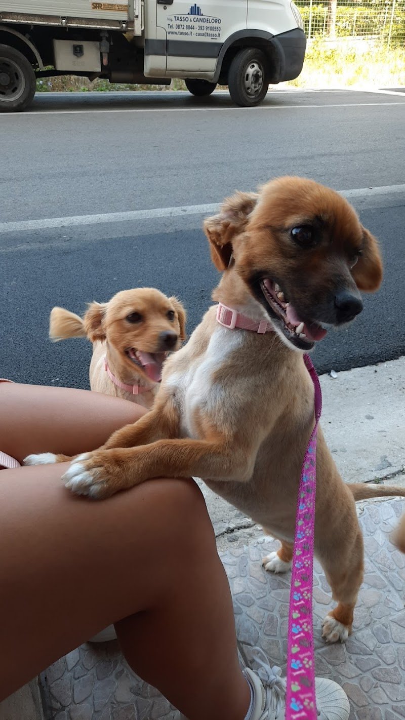 Vanity Dog Lanciano - Foto 5