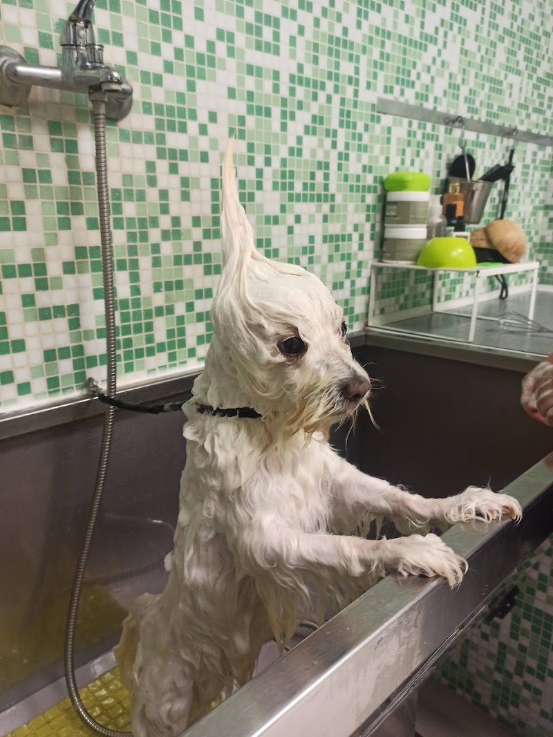 Vanity Dog - Salone di Toelettatura e SPA - Foto 6