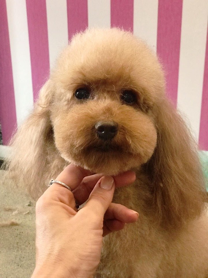 VANITY DOG SPA - Foto 2