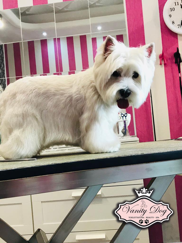 VANITY DOG SPA - Foto 3