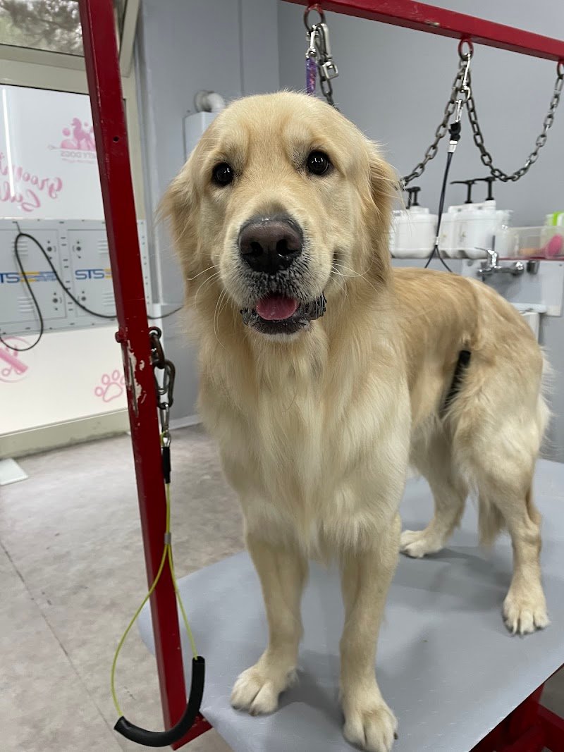 Vanity Dogs Beauty & Spa - Foto 2