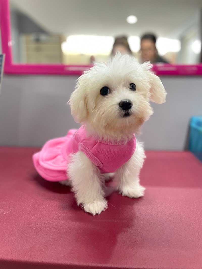 Vanity Dogs Beauty & Spa - Foto 5