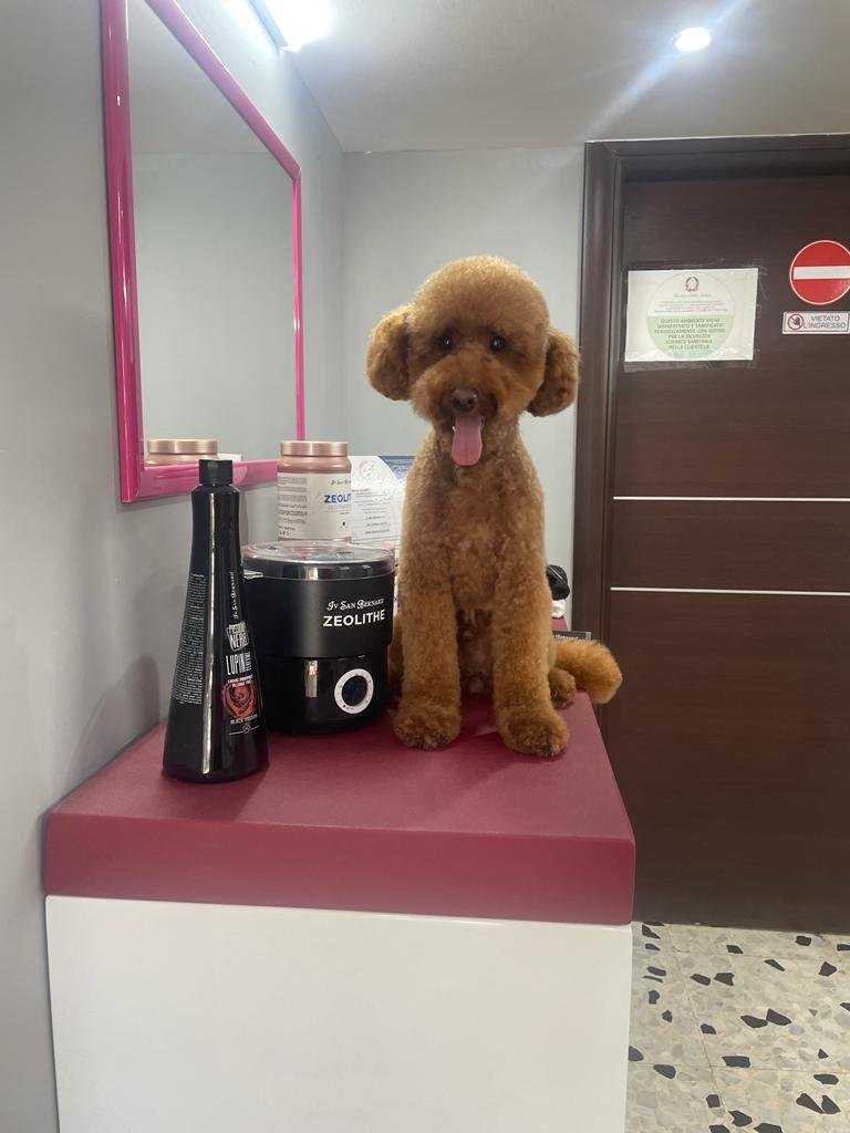 Vanity Dogs Beauty & Spa - Foto 1