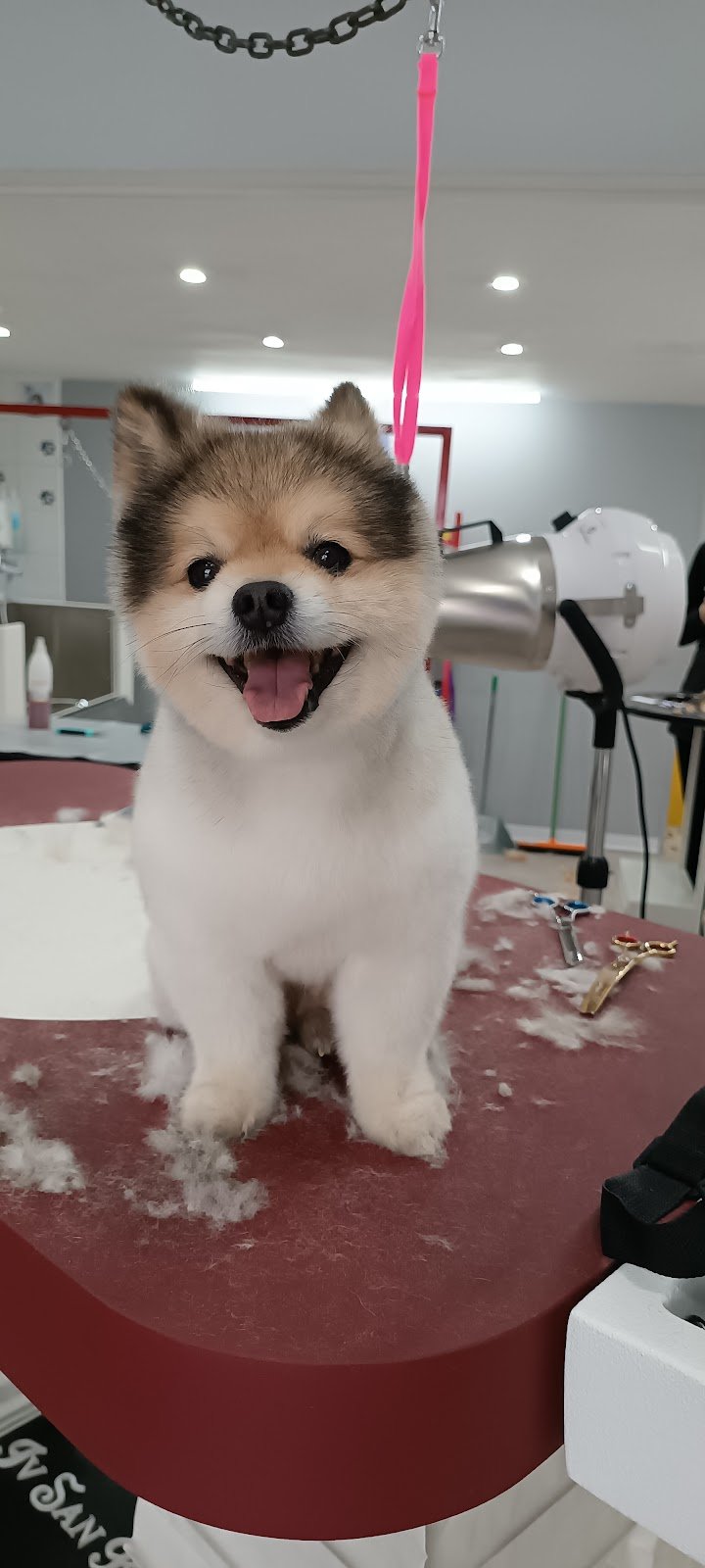 Vanity Dogs Beauty & Spa - Foto 4