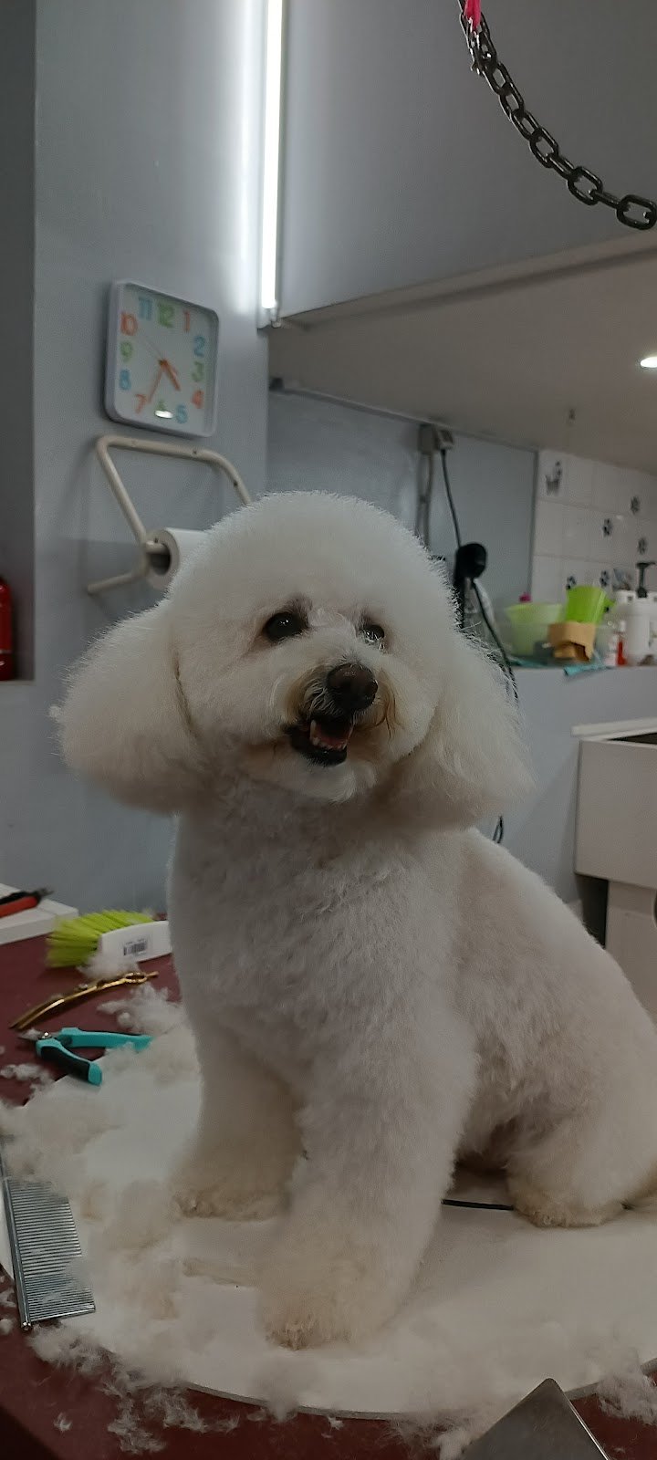 Vanity Dogs Beauty & Spa - Foto 6