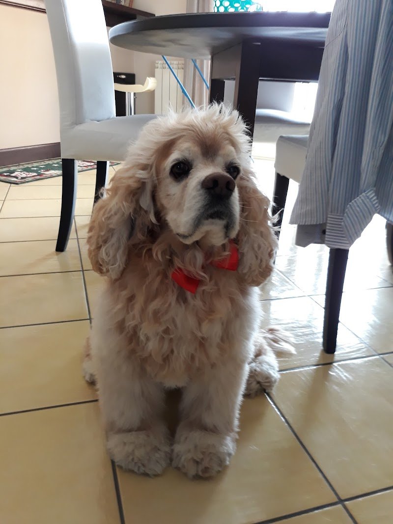 Vanity Pet Di Veronica Fiore - Foto 5