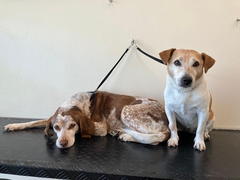 Vanity Pet Toelettatura - Foto 2