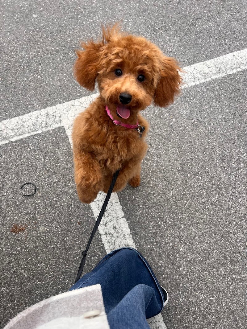 Vanity Pet Toelettatura - Foto 3