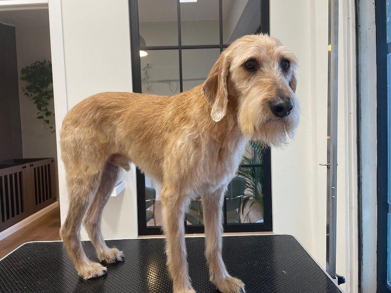 Vanity Pet Toelettatura - Foto 4