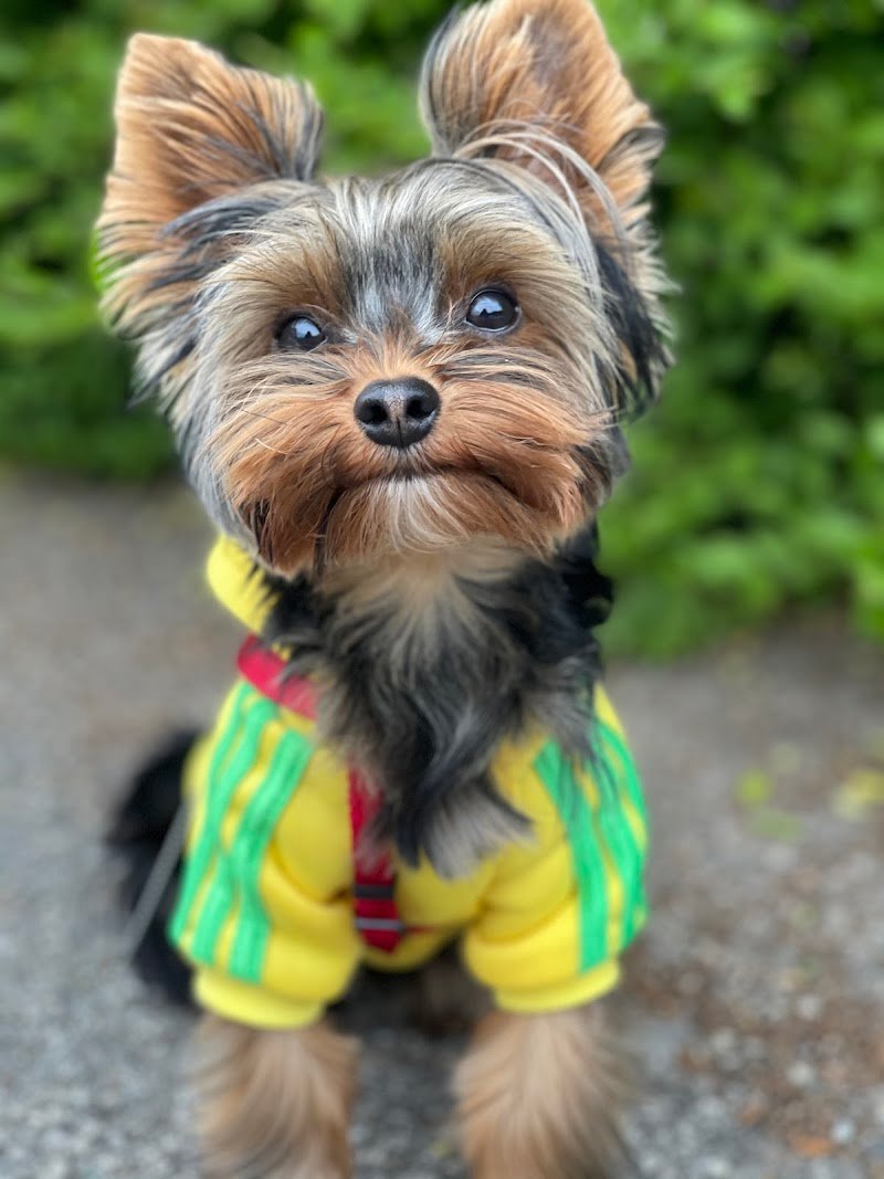 Vanity Pet Toelettatura - Foto 5